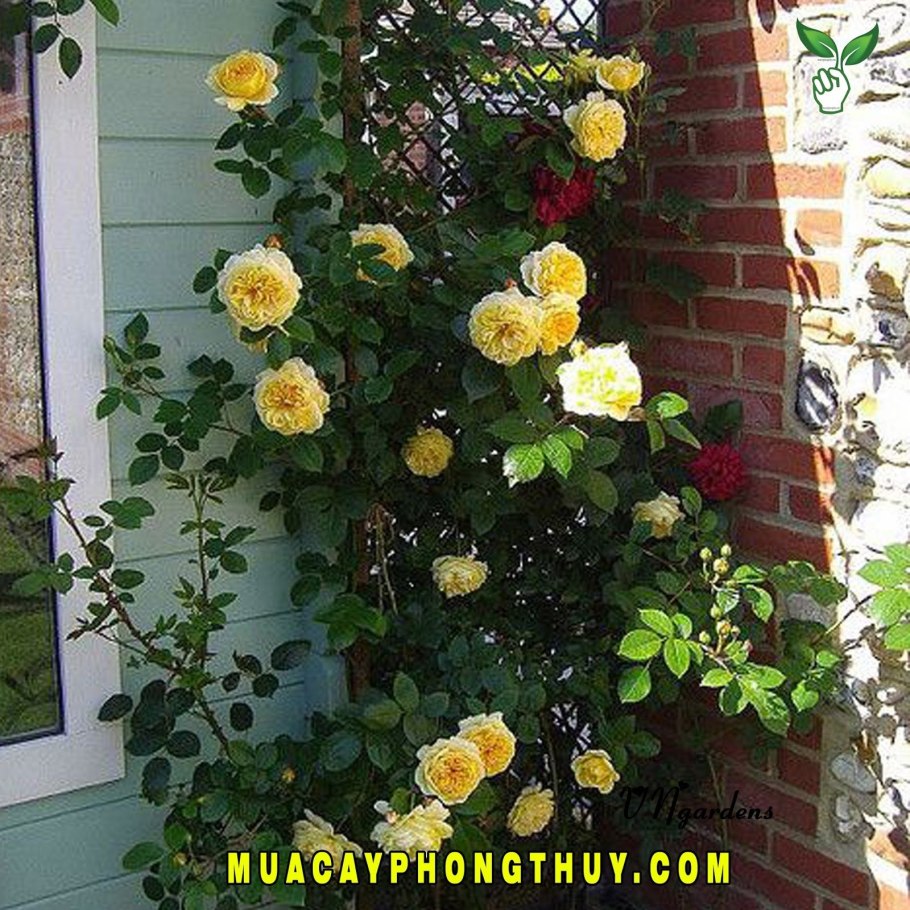 Роза желтая плетистая