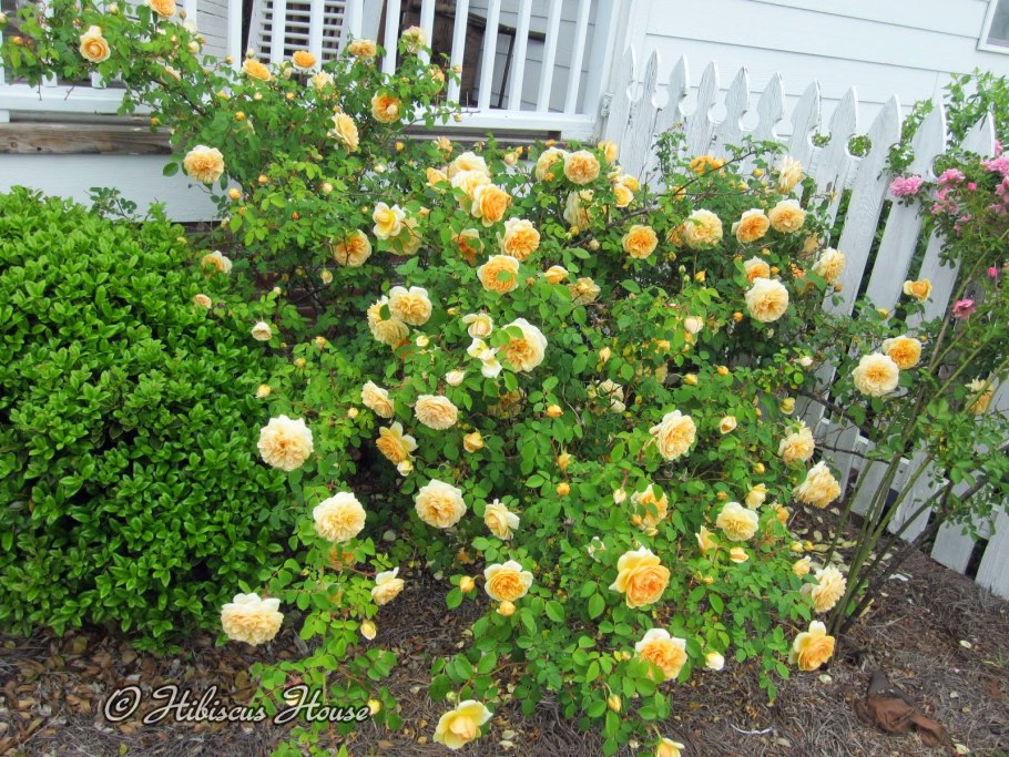 Роза плетистая Дэвид Остин