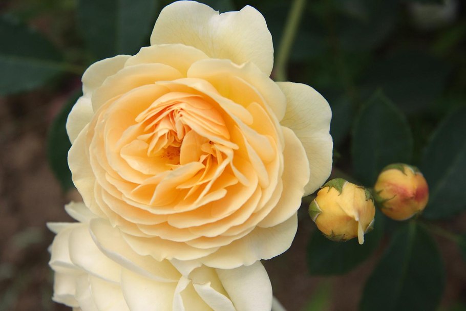 Роза Элла Дэвид Остин