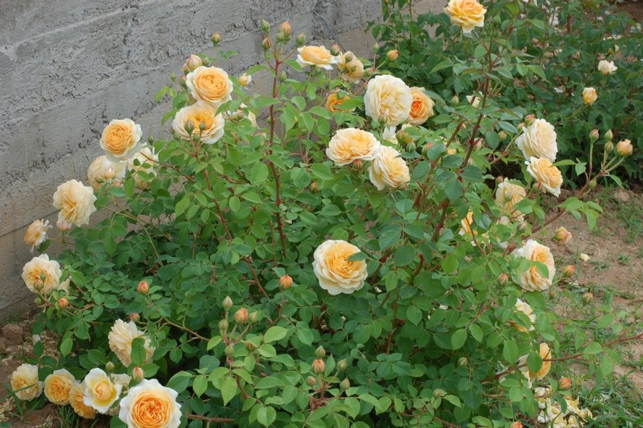 Тизинг Джорджия (teasing Georgia)