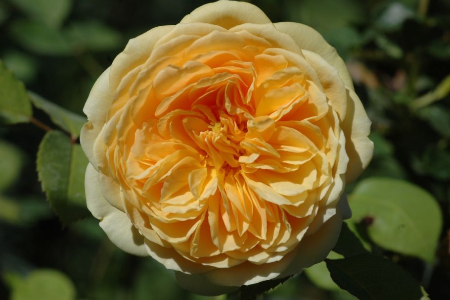 Роза миниатюрная Вайт Кове