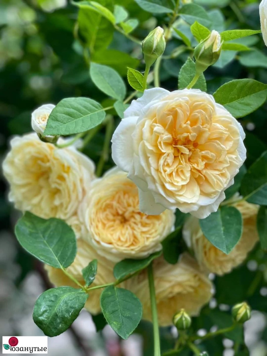 Роза Парковая Тизинг Джорджия