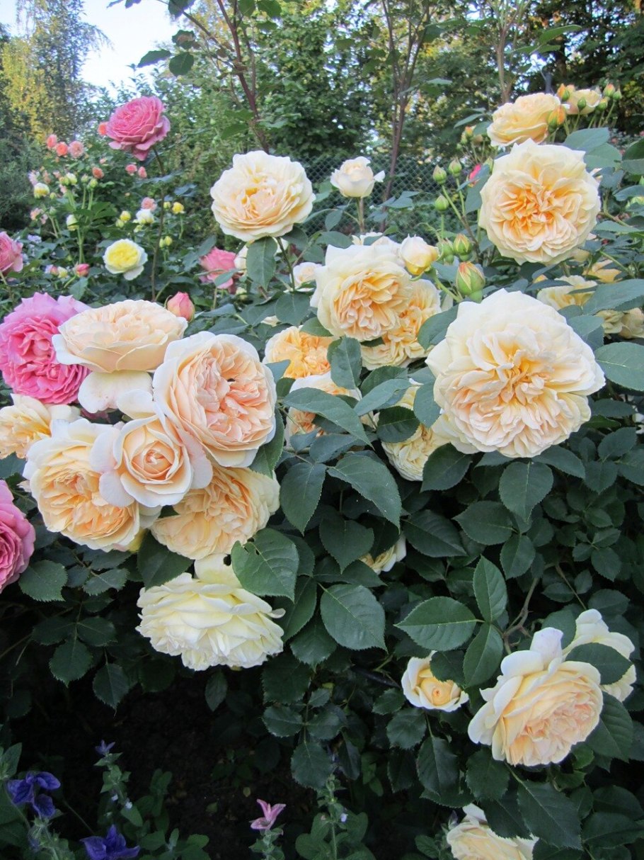 Питомник Овчарова