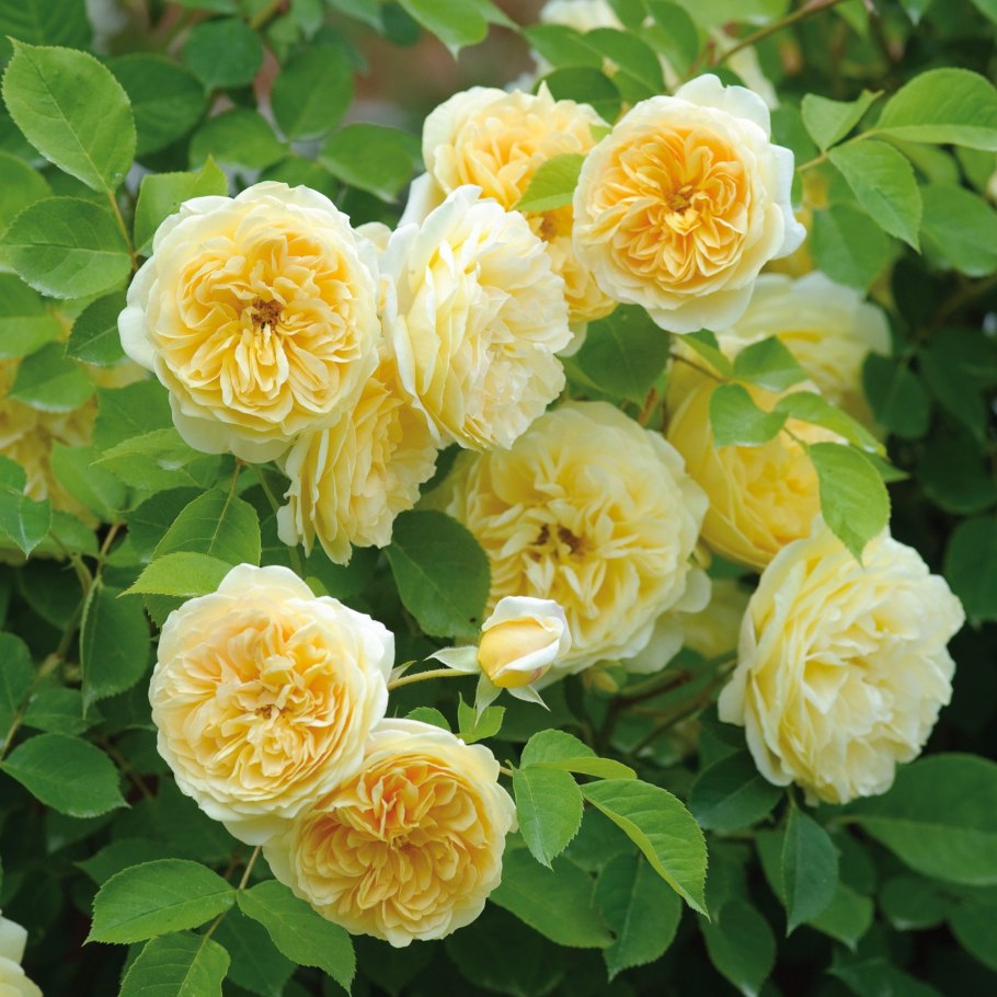 Роза Джорджия плетистая