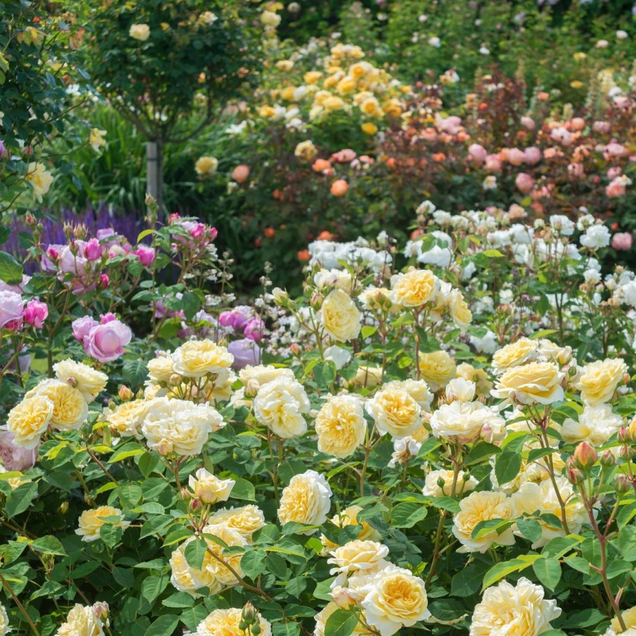 Роза Остина Джорджия