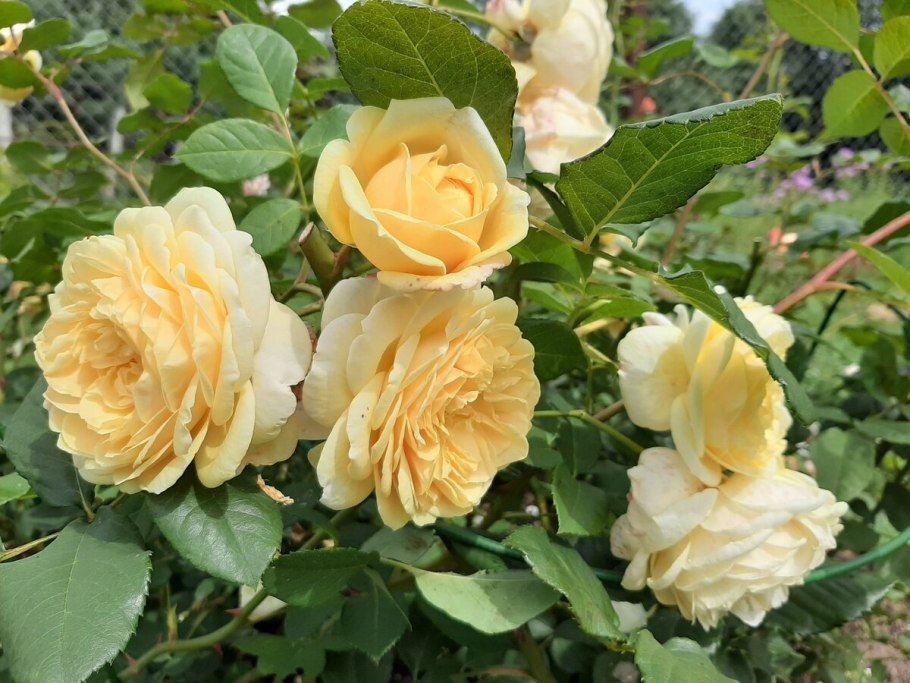 Роза Йеллоу Гарден