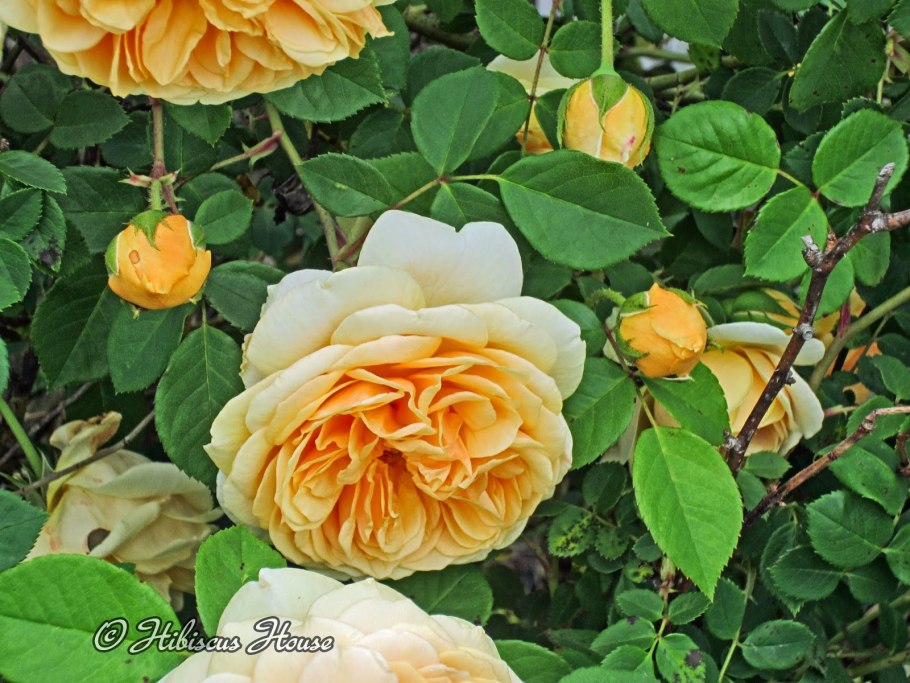 Роза тезис Джорджия