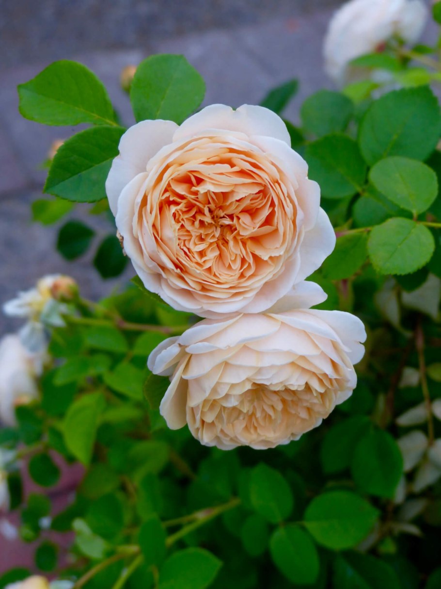 Как красиво обрезать Тизинг Джорджия