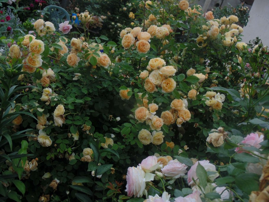 Роза английская тизин Джорджиа