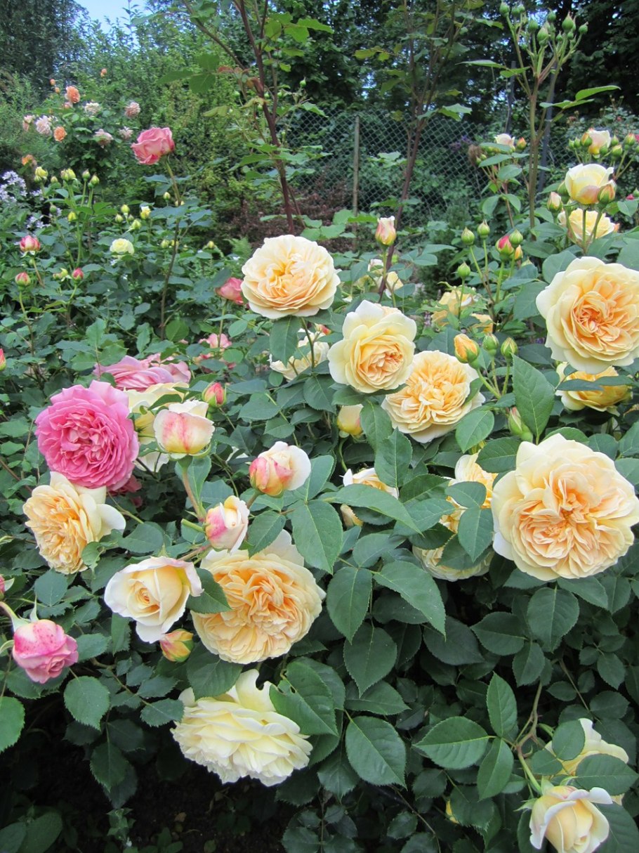 Роза Георгия