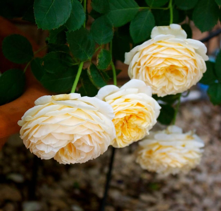 Роза флорибунда d.Austin 'teasing Georgia'