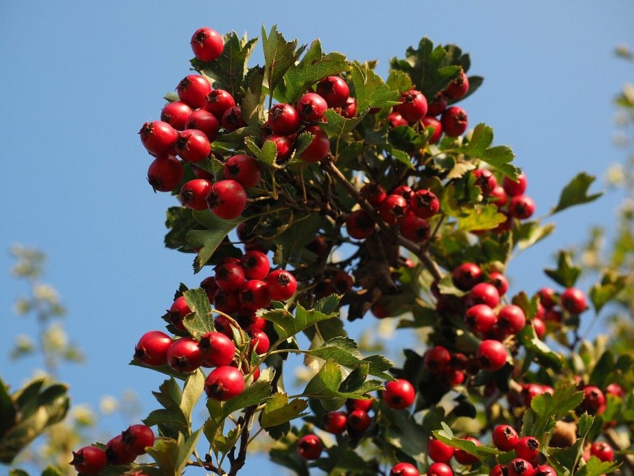Боярышник Арнольда Crataegus arnoldiana