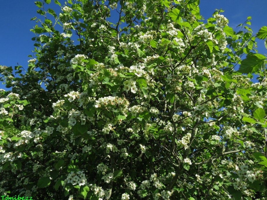 Crataegus oxyacantha