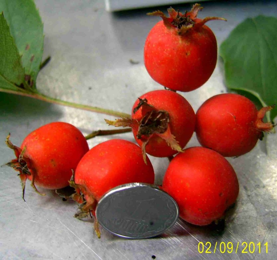 Боярышник обыкновенный Crataegus laevigata