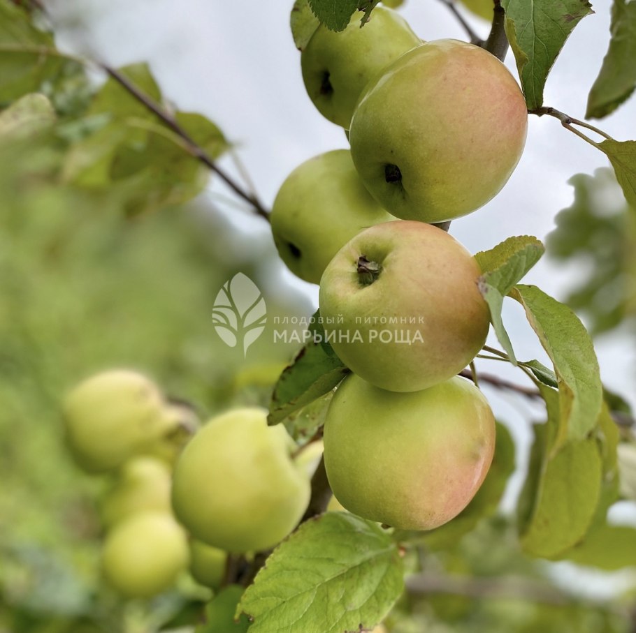 Яблоки зеленые сорта Голд