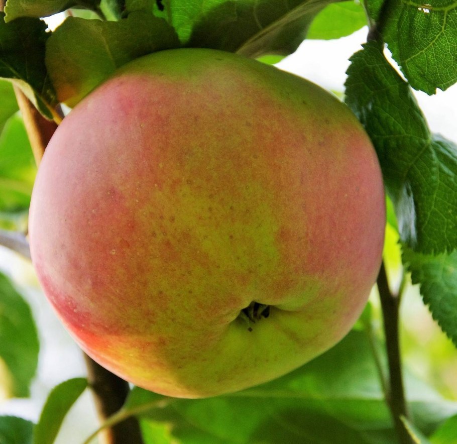 Яблоня Братчуд