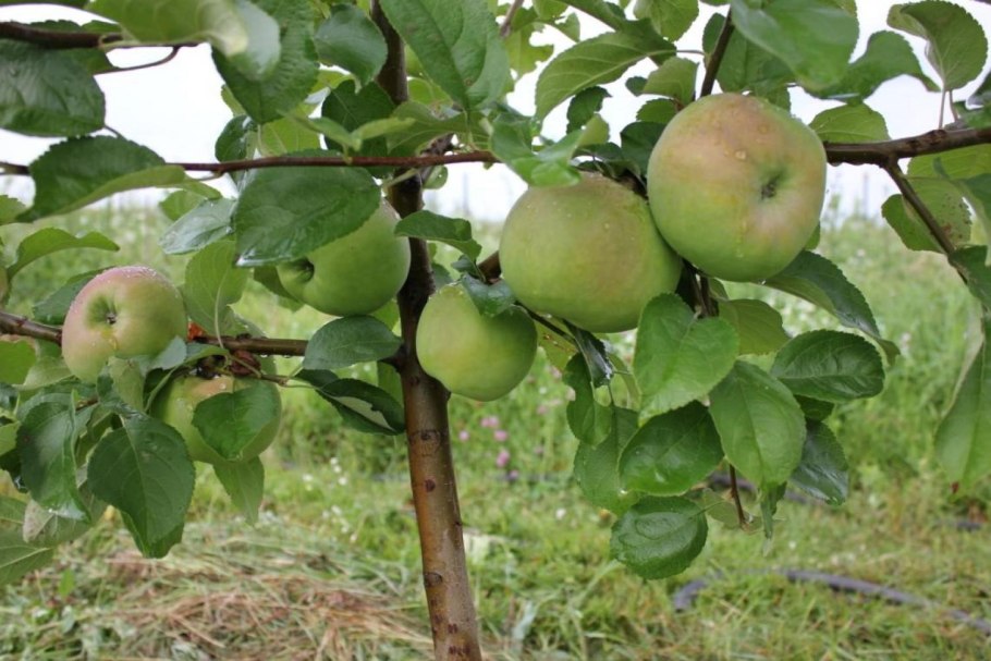 Желтые яблоки полупрозрачные сорт