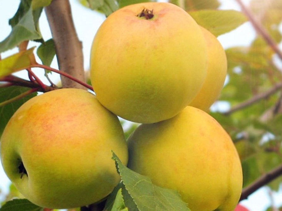 Яблоня Успенское