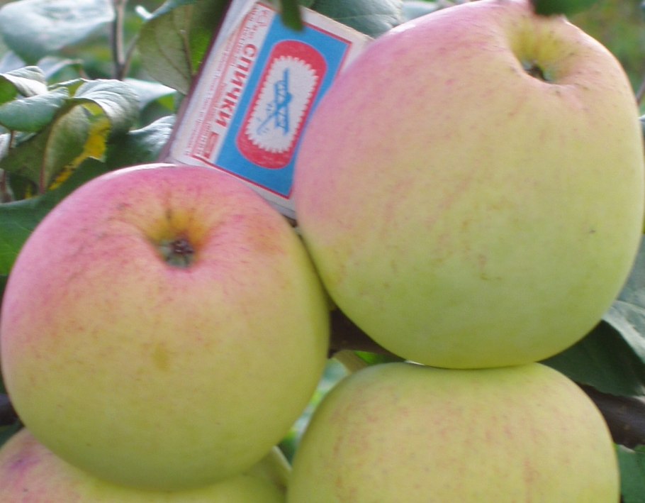 Яблоня карликовая Пластун