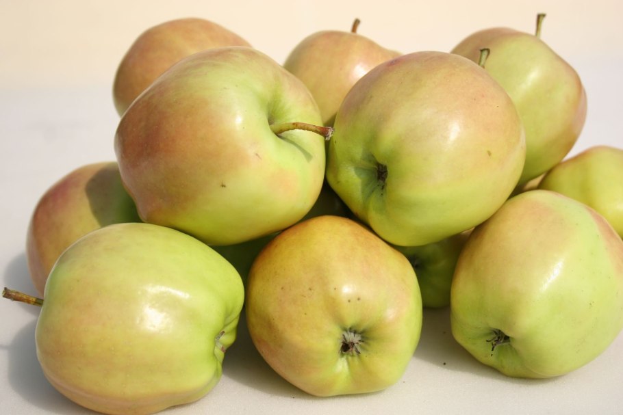 Яблоня сорт Братчуд