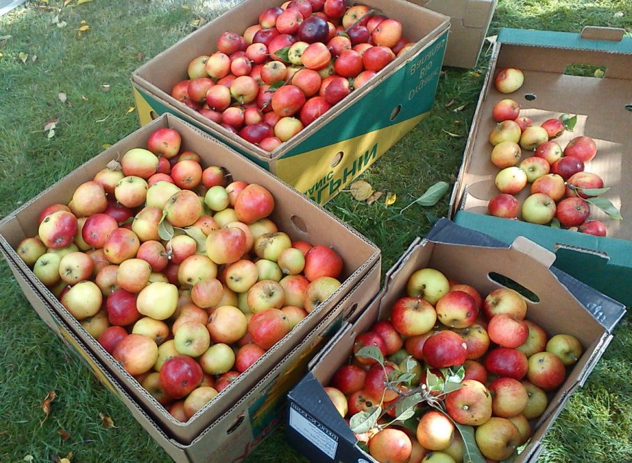 Яблоня Братчуд