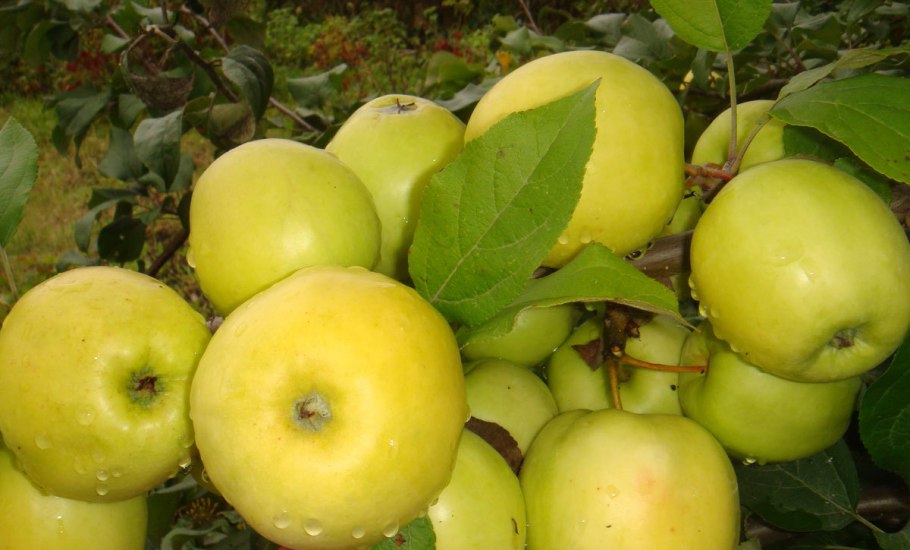 Сорт яблок чудное
