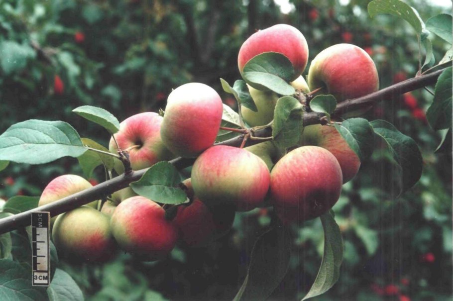 Яблоня пепинчик Красноярский