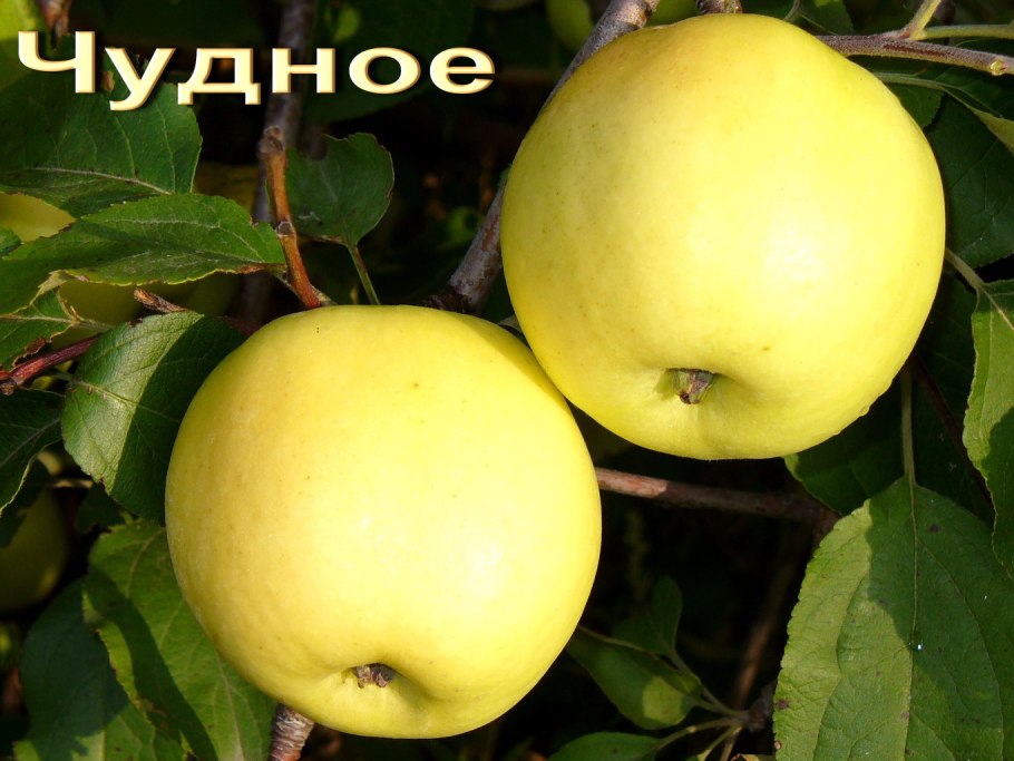 Сорт яблок Голден Резистент