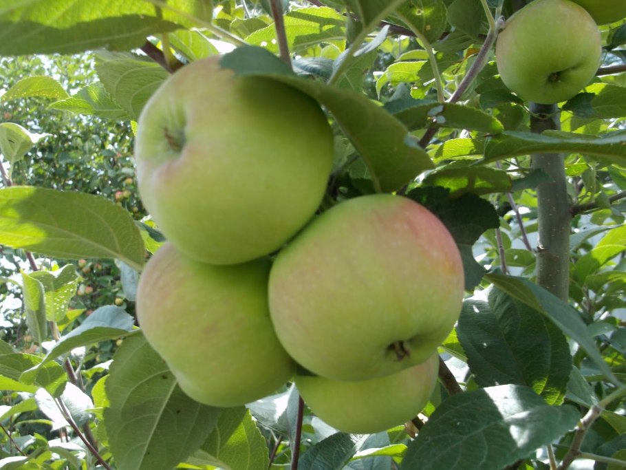 Китайка Золотая