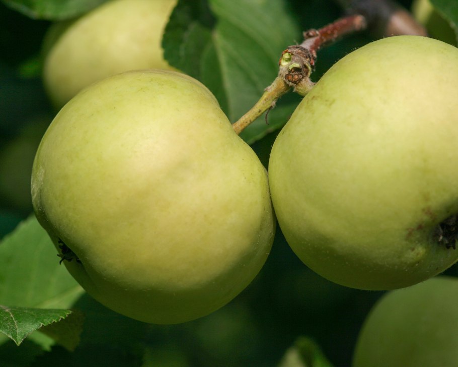 Яблоня низкая Malus pumila