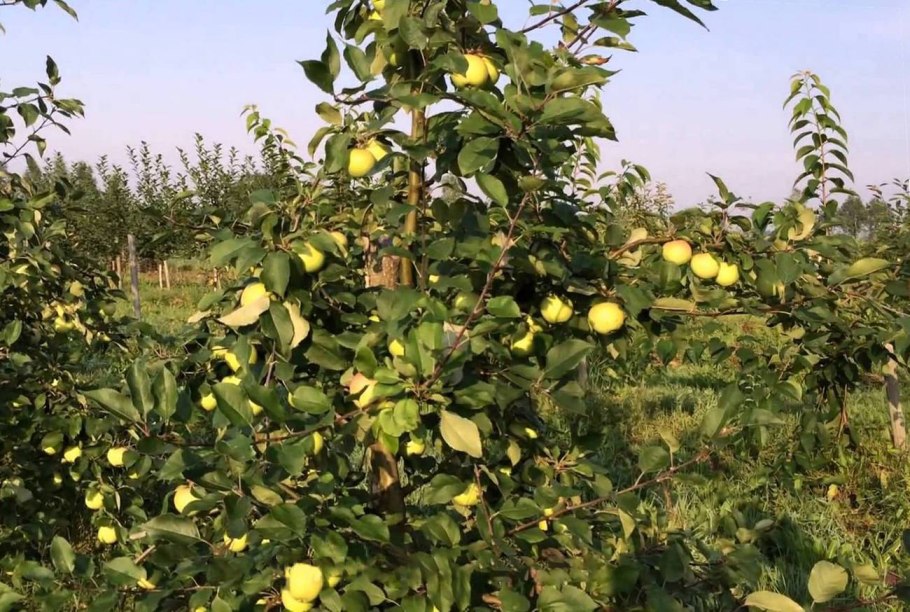 Яблоня ВЭМ желтый