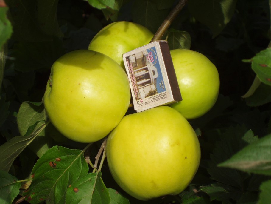 Яблоня полукультурная Юнга