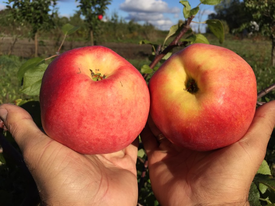 Полукарликовая яблоня