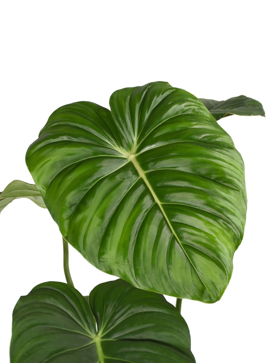 Монстера Aaron Apsley