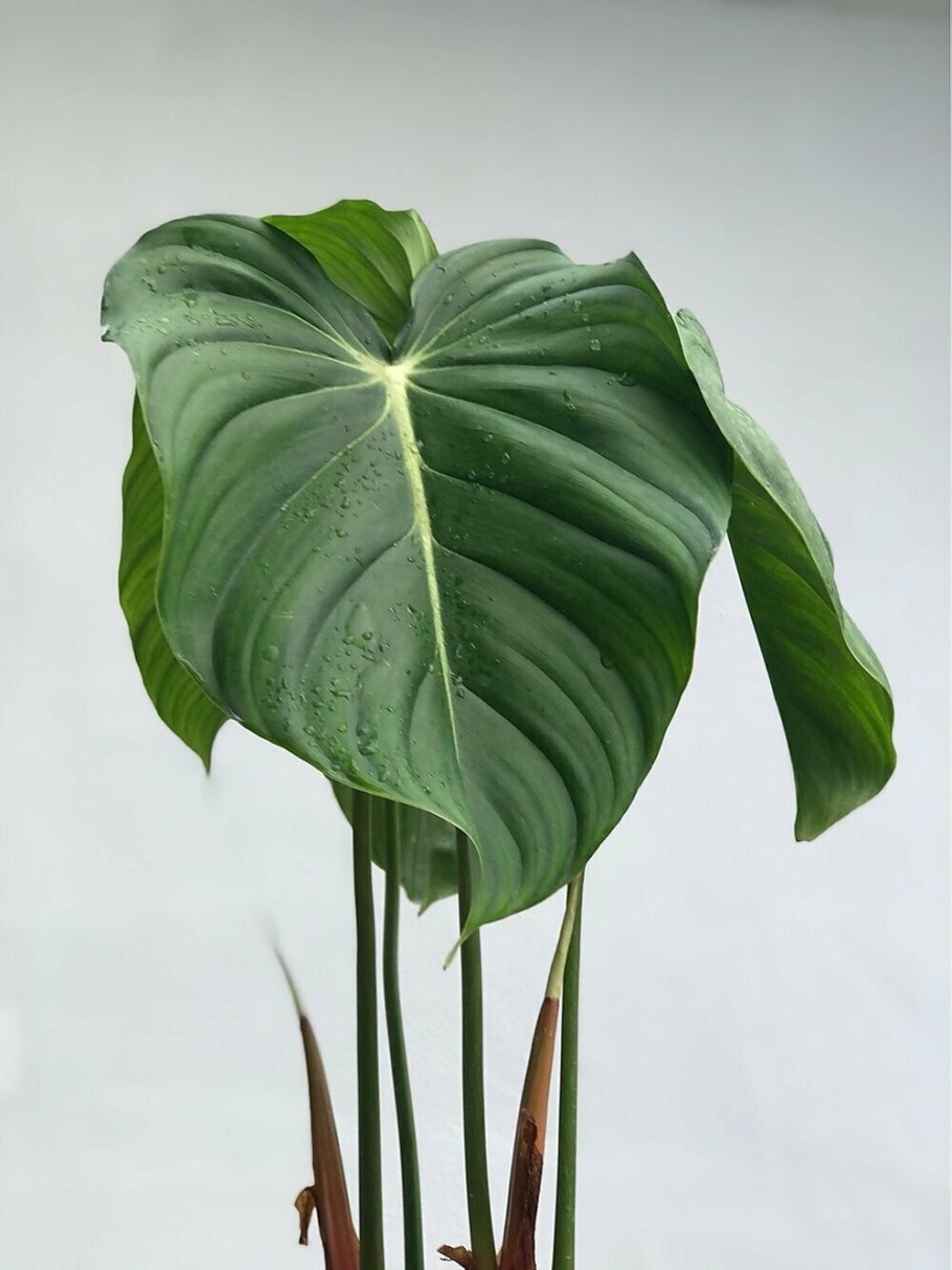 Philodendron hederaceum