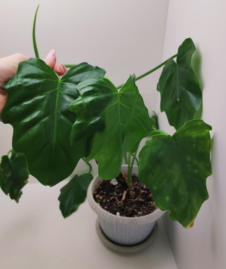 Филодендрон Сильвер спирит