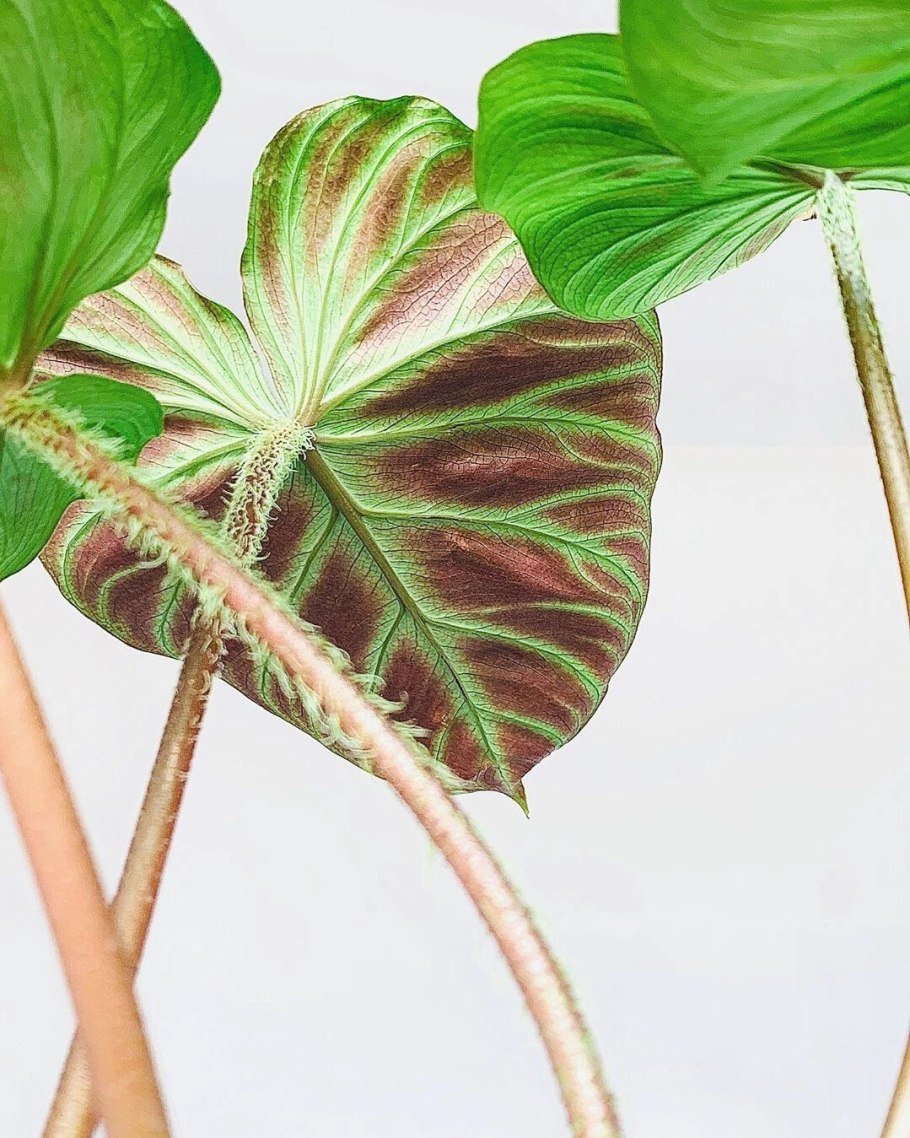 Филодендрон веррукозум бородавчатый