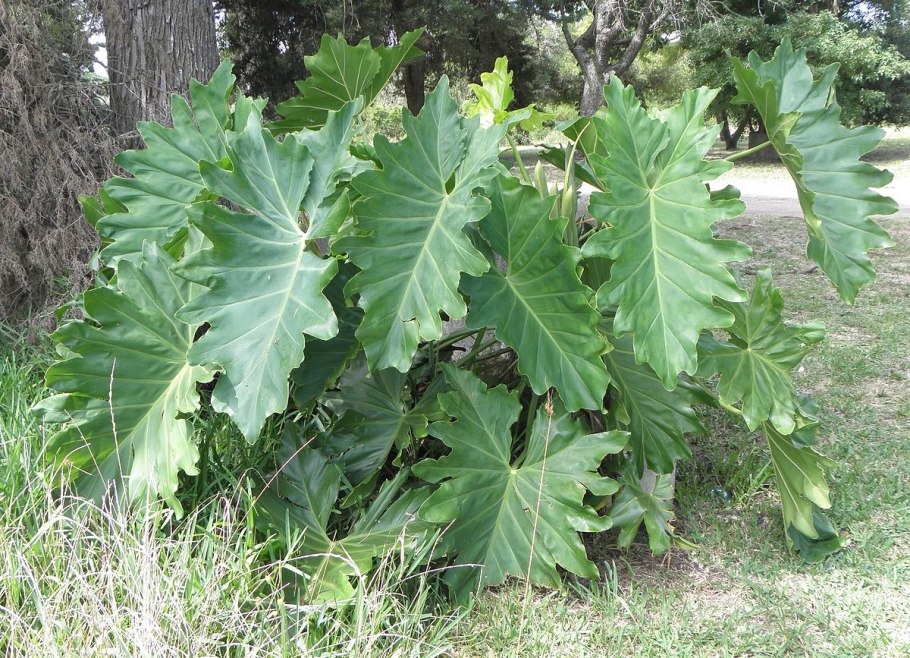 Филодендрон Уайт мейджер