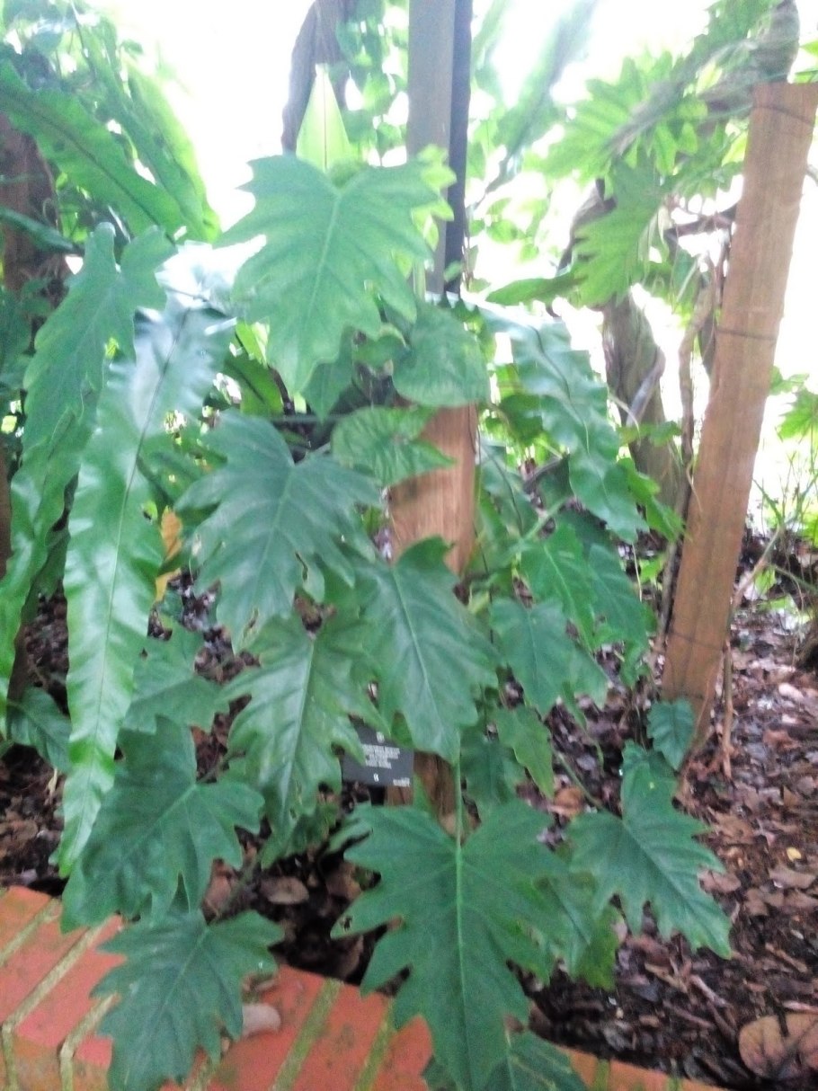 Филодендрон lacerum Эванс