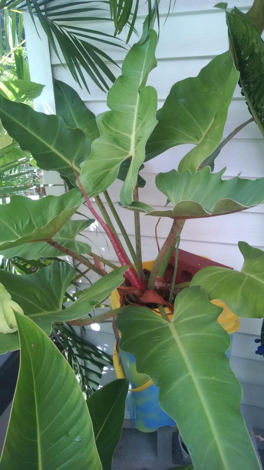 Филодендрон pastazanum