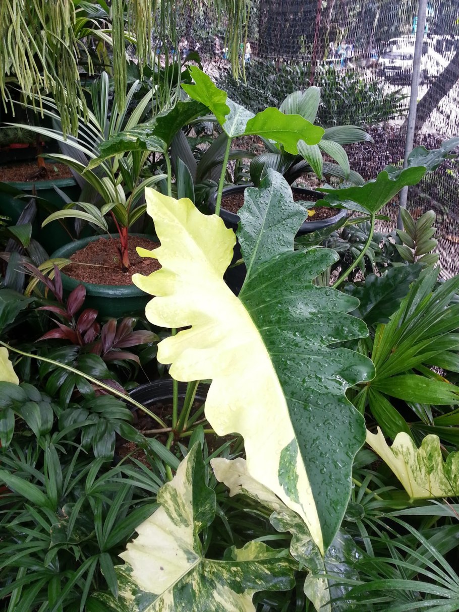 Филодендрон глориозум