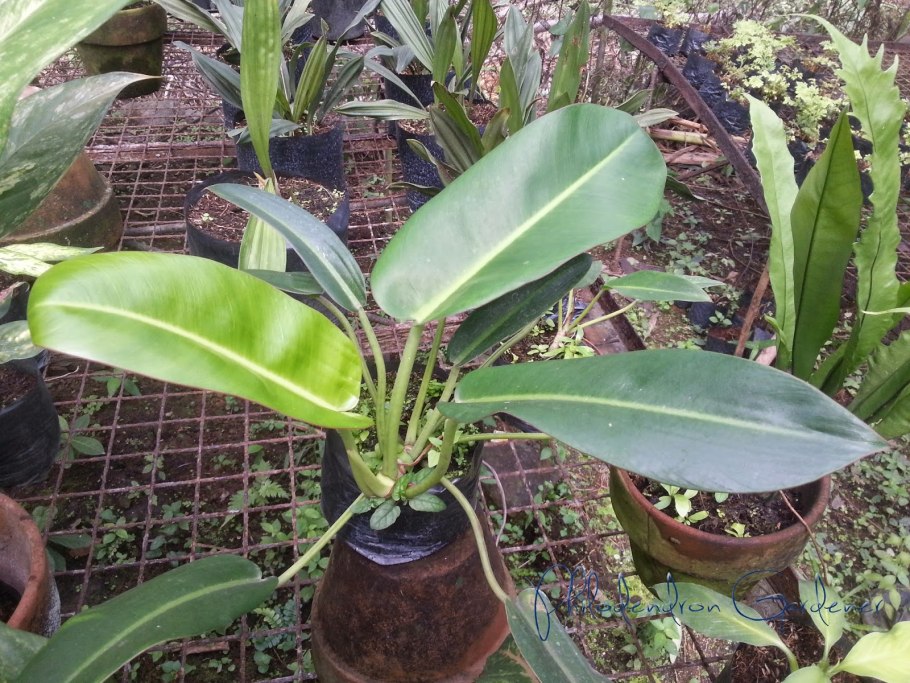 Филодендрон Стингрей