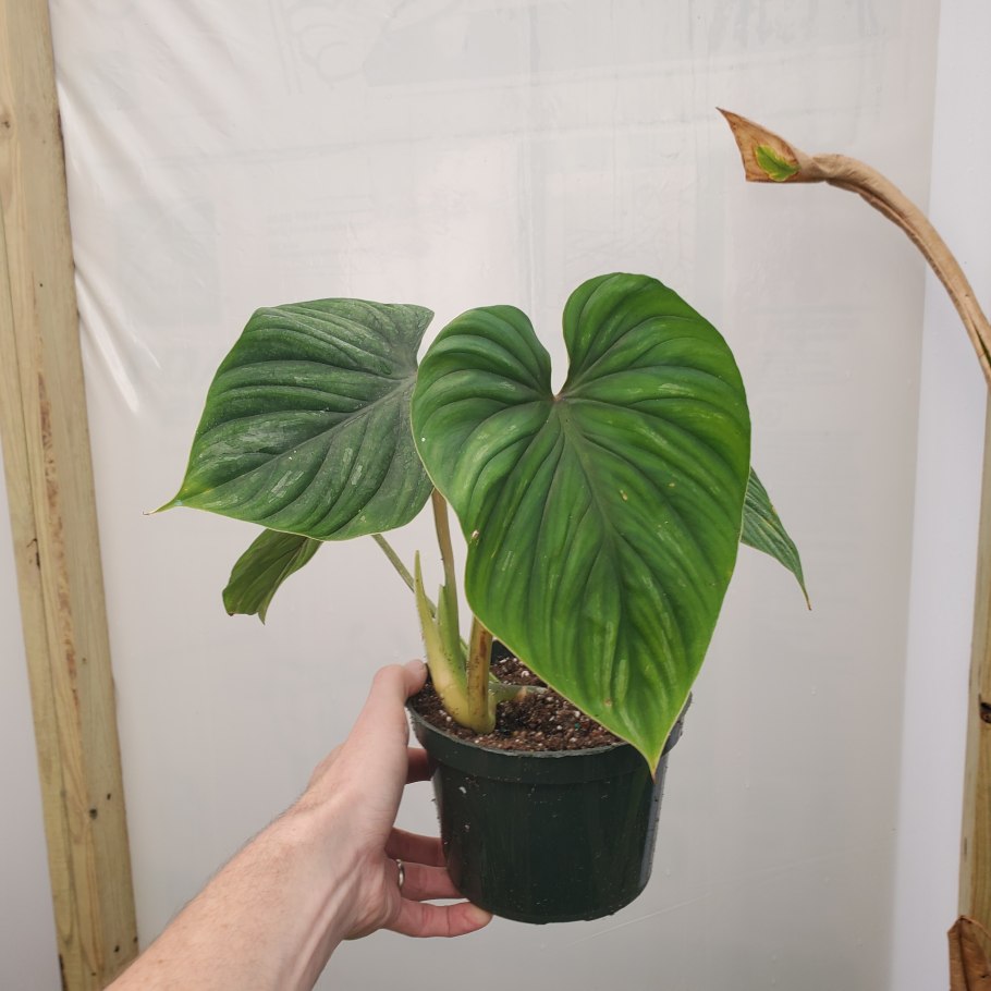 Филодендрон plowmanii