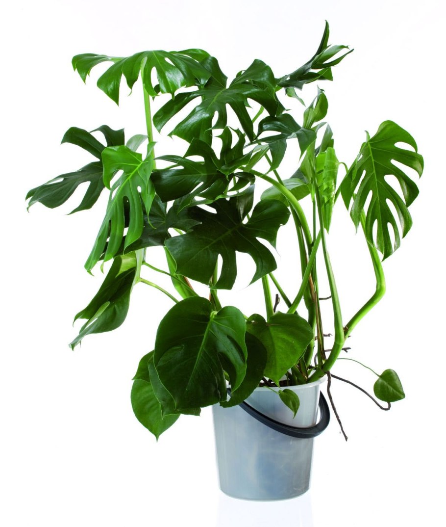 Филодендрон двуперистолистный