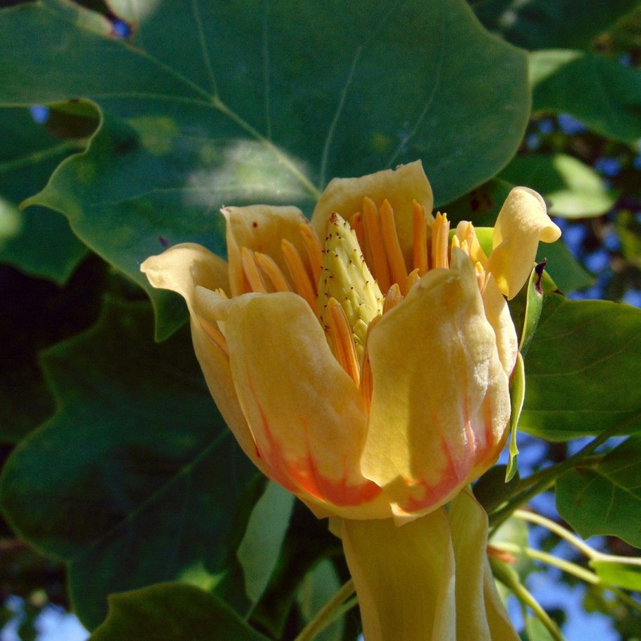 Tulip Tree мебель