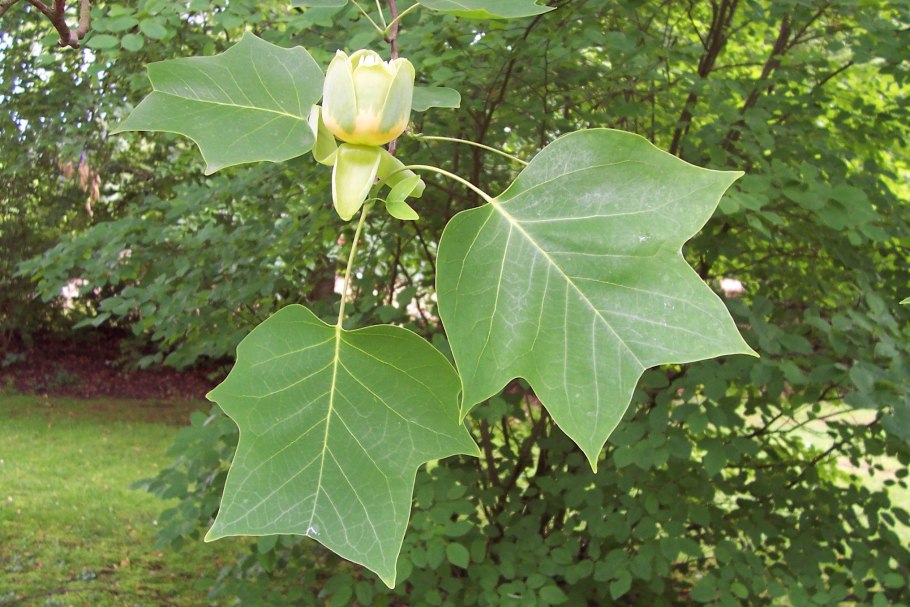 Liriodendron chinense