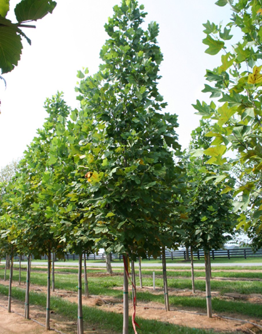 Лириодендрон Тюльпановый (Тюльпанное дерево)