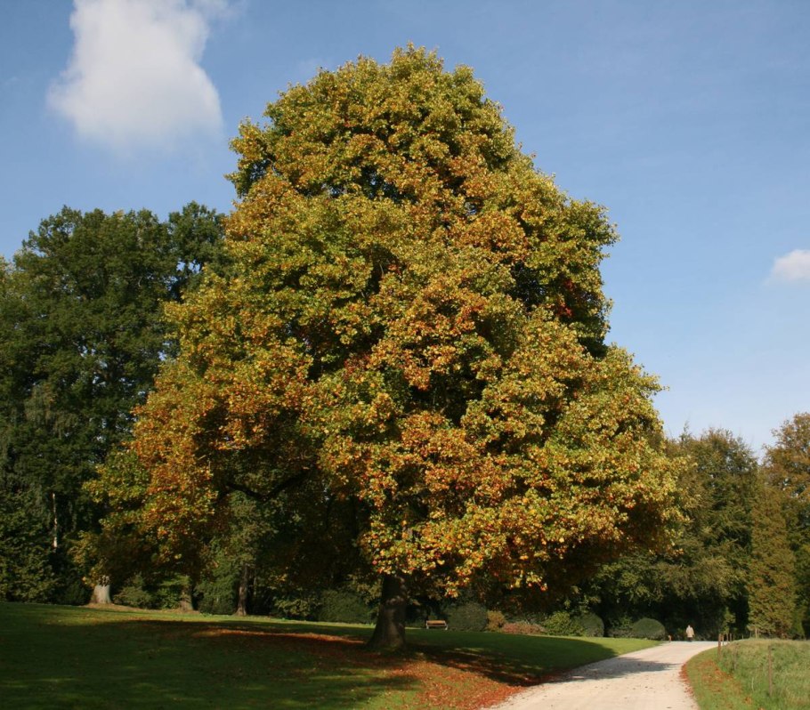 Тюльпанное дерево Лириодендрон китайский