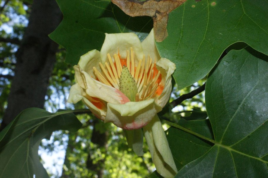 Лириодендрон Liriodendron (Тюльпанное дерево)