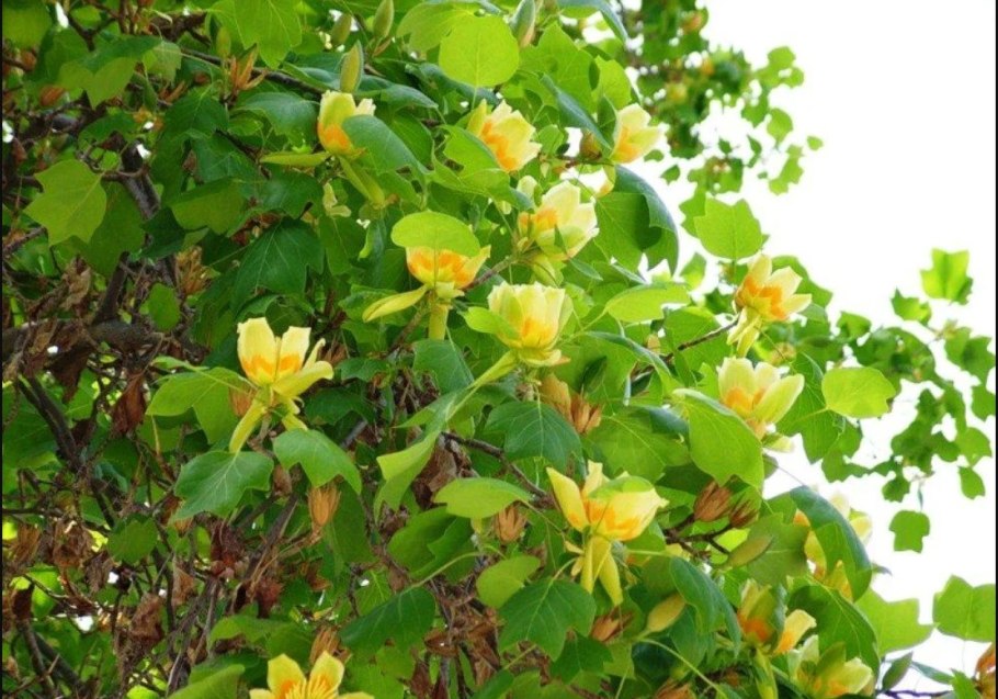 Ареал лириодендрона